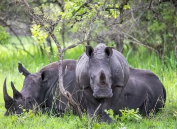 Bwindi Gorilla Tours and Safaris: 7 Proven Tips for Uganda