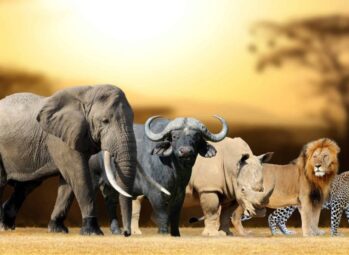 africa-big-5-animals-scaled Uganda vs Kenya for Safari: How Rwanda Compares (And Why Uganda Wins for First-Timers)