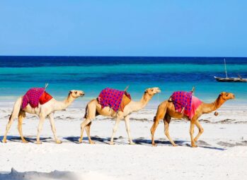 Best Beaches in Kenya | Tulambule Best beaches in Kenya: camels walking along the white sand of Diani Beach with a dhow offshore