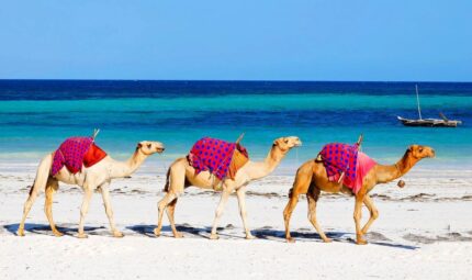 Best Beaches in Kenya | Tulambule Best beaches in Kenya: camels walking along the white sand of Diani Beach with a dhow offshore