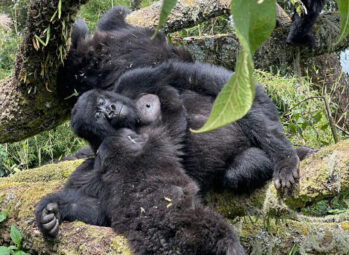 3 Day Uganda Safari Itinerary Including Queen Elizabeth National Park: Your Perfect Short Escape