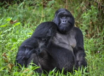 Easy Guide To What To Pack For A Uganda Safari 2026