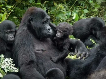Gorilla Safaris Since 2014