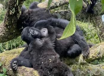 Rwenzori Mountains National Park In Uganda