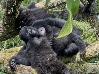 Gorilla Safaris Since 2014
