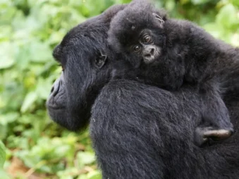 Gorilla Safaris Since 2014