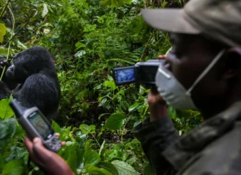 best-gorilla-trekking-toursll-5 Uganda Honeymoon Safari: The Ultimate Guide to a Romantic Safari in the Pearl of Africa (2026)