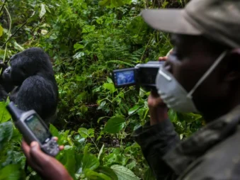 Gorilla Safaris Since 2014