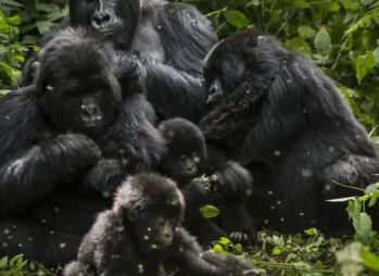 The Ultimate Best Uganda Tours Guide: Step-by-Step Safari Planning for 2026–2027
