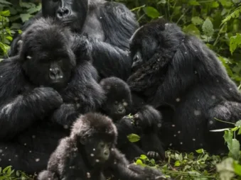Gorilla Safaris Since 2014