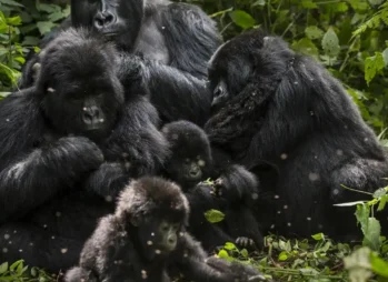 Bird Watching in Uganda: Ultimate 2025 Guide to Top Species & Best Spots