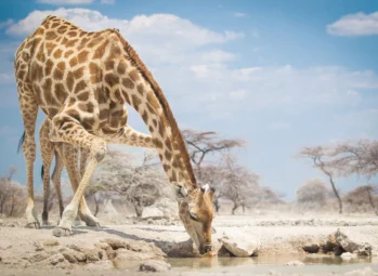 Uganda Adventure Safari: Mountain Gorillas, Chimps & White-Water Rafting (Ultimate Guide)