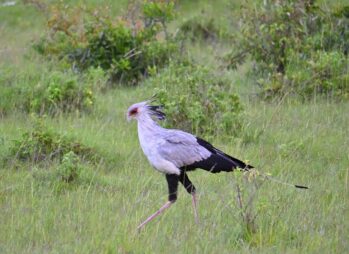 birding uganda Uganda Rwanda Safari Combo: 3 Amazing Routes to Try
