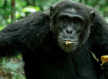 Book Chimpanzee Trekking Kibale Permit | Tulambule Chimpanzee trekking Kibale permit: a wild chimpanzee eating fruit in Kibale Forest