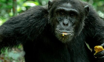 Book Chimpanzee Trekking Kibale Permit | Tulambule Chimpanzee trekking Kibale permit: a wild chimpanzee eating fruit in Kibale Forest