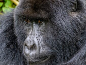 Bwindi Gorilla Sectors Compared