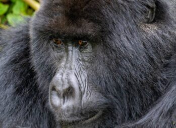 Bwindi Gorilla Sectors Mountain Gorilla Tulambule Bwindi gorilla sectors: close-up of a mountain gorilla in Bwindi Impenetrable National Park