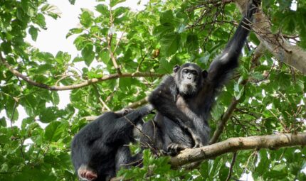 chimpanzee 3 Kyambura Gorge