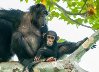 Customized 6-Day Rwanda & Uganda Adventure Safari (2026/2027)