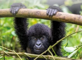 Customized 6-Day Rwanda & Uganda Adventure Safari (2026/2027)