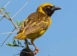 foxs weaver