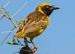 foxs weaver