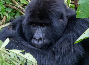 Why visit Uganda? Experience stunning landscapes, incredible wildlife, gorilla trekking, rich culture, and unforgettable safaris in 2026