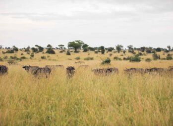 Enchanting Kyambura Gorge: 1 Hidden Gem in Queen Elizabeth National Park!