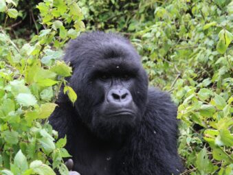 Bwindi vs Mgahinga for Gorilla Trekking