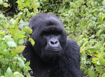 gorilla 5 Bwindi vs Mgahinga for Gorilla Trekking