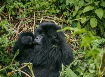 Gorilla Habituation Experience vs Gorilla Trekking Gorilla habituation experience vs gorilla trekking: a mountain gorilla feeding in Bwindi forest