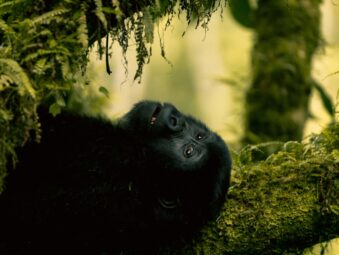 How Many Mountain Gorillas Are Left