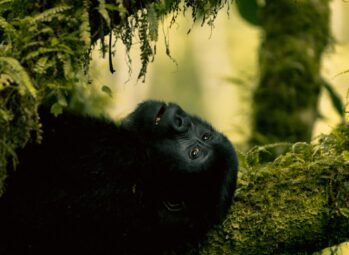 gorilla one How Many Mountain Gorillas Are Left