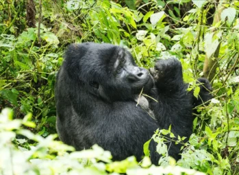 Gorilla Permit Cancellation Policy Silverback mountain gorilla feeding in Bwindi forest, protected by the gorilla permit cancellation policy