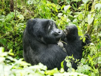 Silverback mountain gorilla feeding in Bwindi forest, protected by the gorilla permit cancellation policy