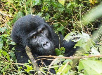 gorilla trekking permit Kigali City Tour Rwanda