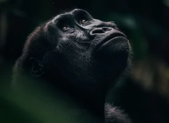 gorilla-vs-chimpanzee Gorilla vs chimpanzee: a gorilla looking up in the forest