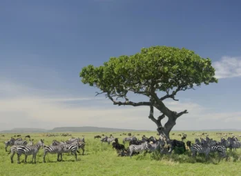 The 2 Best Times to Book Chimpanzee Trekking Kibale Permits for a 2026/2027 Safari (And Why Waiting Will Cost You)