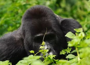 Hidden Gems of Uganda: Unique Facts and Undiscovered Tourist Destinations 2026!