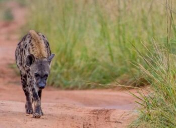 Where to See Mountain Gorillas in Africa in 2026: A Life-Changing Wildlife Journey