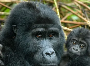 Wildlife in Kidepo: Animals You Will See On Your Ultimate Safari 2026/27