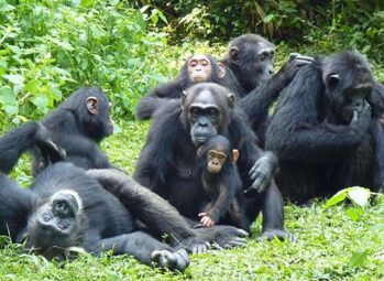 Kibale Forest Chimp Permit Cancellation Policy