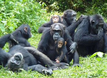 kibale-chimps-1-1 Kibale Forest Chimp Permit Cancellation Policy
