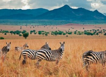 Crater Safari Lodge | Kibale Forest, Fort Portal