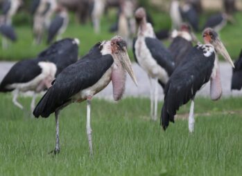 marabou stork Ugly Five