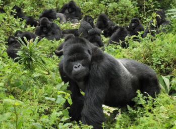 mgahinga gorilla national-park Uganda Honeymoon Safari: The Ultimate Guide to a Romantic Safari in the Pearl of Africa (2026)