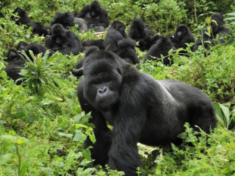 Gorilla Safaris Since 2014