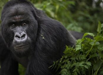 Best Time to Visit Bwindi for Gorilla Trekking