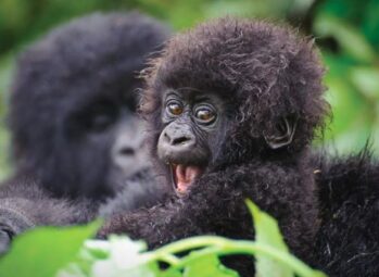 Where to See Gorillas in Africa: Top 4 Incredible Destinations for a Life-Changing Experience
