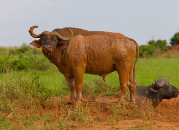 Gorilla Trekking with Children 2026: Your Ultimate Unforgettable Family Guide